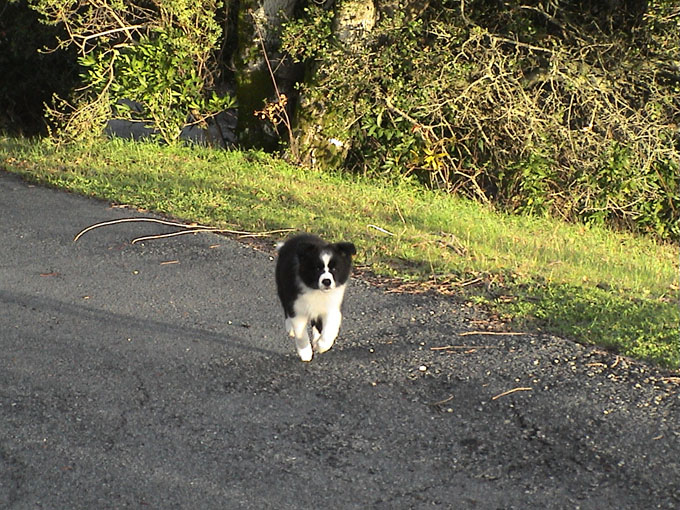 Annie on her first New Year's Day Walk